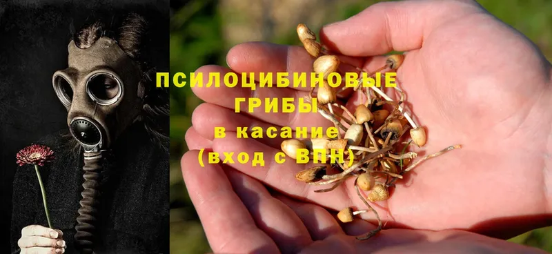 хочу наркоту  Нестеровская  Псилоцибиновые грибы Psilocybe 